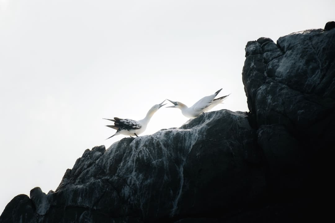http://n.sinaimg.cn/front/w445h448/20180311/0NlL-fxpwyhx1196506.gif
